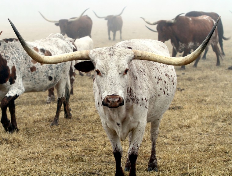 Retired Couple Raises Longhorns
